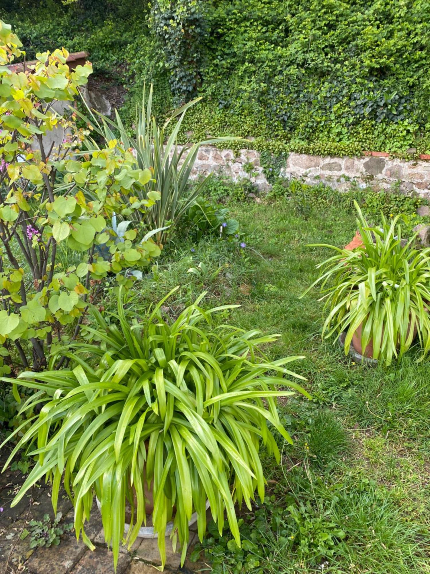 Les Agapanthes Bed & Breakfast Vaux-en-Beaujolais Exterior foto