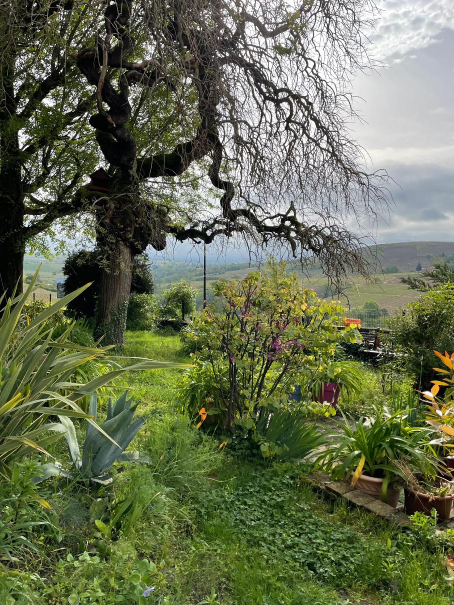 Les Agapanthes Bed & Breakfast Vaux-en-Beaujolais Exterior foto